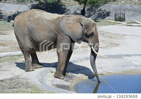 水を飲むアフリカゾウ 水を飲むアフリカゾウ 138283688