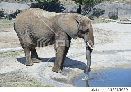 水を飲むアフリカゾウ 138283689