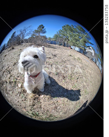 A West Highland White Terrier sits in a rural outdoor area with trees around. The use of a fisheye lens gives a unique and funny view of the dog and its surroundings on a sunny day. A West Highland White Terrier sits in a rural outdoor area with trees around. The use of a fisheye lens gives a unique and funny view of the dog and its surroundings on a sunny day. 138283758