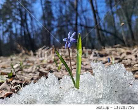 A Scilla flower emerges from the melting snow in a sunny forest. It marks the arrival of spring and the end of winter. The sunlight brings warmth to the scene as nature begins to change. 138283759