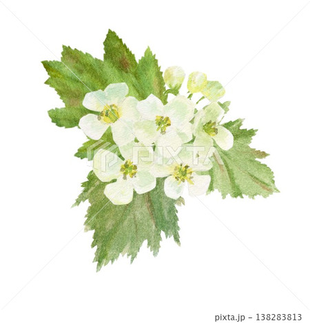 A hand-painted watercolor composition of white hawthorn flowers and green leaves on an isolated background. Simple spring botanical clip art for designing cards, posters, and packaging 138283813