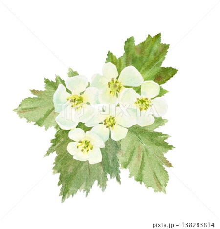 A hand-painted watercolor composition of white hawthorn flowers and green leaves on an isolated background. Simple spring botanical clip art for designing cards, posters, and packaging. 138283814