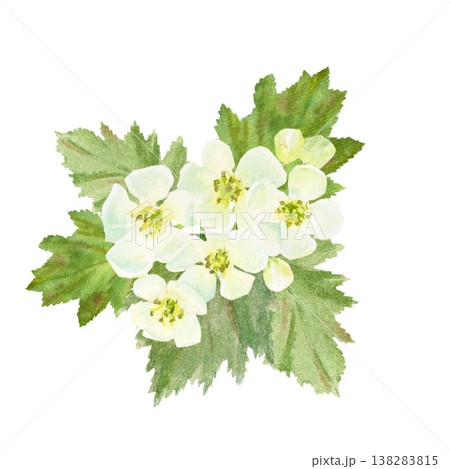 A hand-painted watercolor composition of white hawthorn flowers and green leaves on an isolated background. Simple spring botanical clip art for designing cards, posters, and packaging. A hand-painted watercolor composition of white hawthorn flowers and green leaves on an isolated background. Simple spring botanical clip art for designing cards, posters, and packaging. 138283815