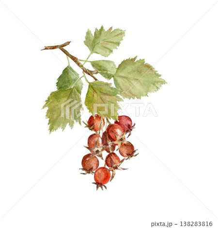 A branch with green leaves and red hawthorn berries. Hand-drawn in watercolor on an isolated background. Simple autumn clip art for designing cards, posters, and packaging for this useful plant 138283816