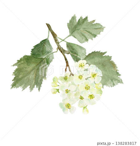 A branch with green leaves and white hawthorn flowers. Hand-drawn in watercolor on an isolated background. Simple spring clip art for designing cards, posters, and packaging for this useful plant. A branch with green leaves and white hawthorn flowers. Hand-drawn in watercolor on an isolated background. Simple spring clip art for designing cards, posters, and packaging for this useful plant. 138283817