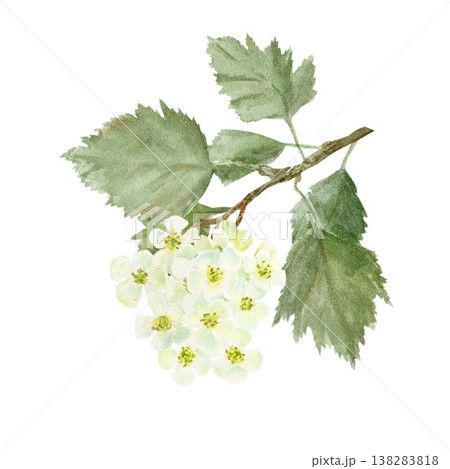 A branch with green leaves and white hawthorn flowers. Hand-drawn in watercolor on an isolated background. Simple spring clip art for designing cards, posters, and packaging for this useful plant. A branch with green leaves and white hawthorn flowers. Hand-drawn in watercolor on an isolated background. Simple spring clip art for designing cards, posters, and packaging for this useful plant. 138283818