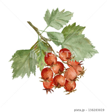A branch with green leaves and red hawthorn berries. Hand-drawn in watercolor on an isolated background. Simple autumn clip art for designing cards, posters, and packaging for this useful plant 138283819