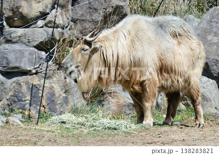 ゴールデンターキン 138283821