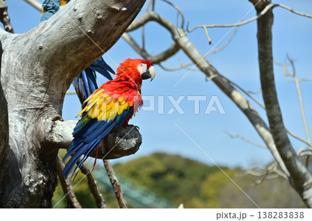アカコンゴウインコ アカコンゴウインコ 138283838