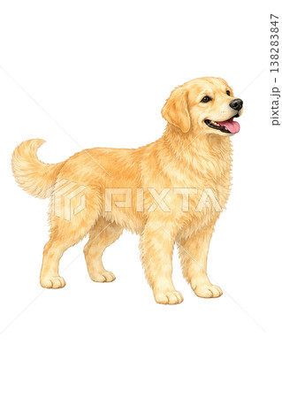 ゴールデンレトリバー 水彩イラスト 横向き 立ち姿 かわいい犬の単体素材 138283847