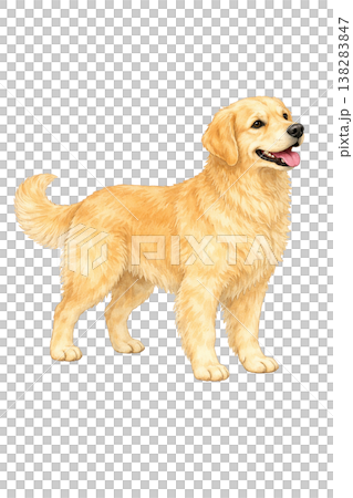 ゴールデンレトリバー 水彩イラスト 横向き 立ち姿 かわいい犬の単体素材 138283847