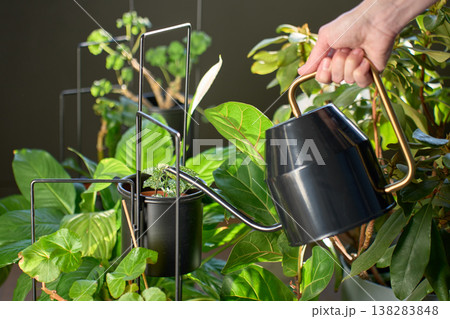 Hand holding watering can near potted houseplants in indoor setting 138283848