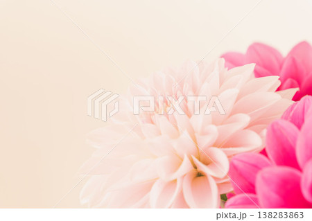 濃いピンク色と薄ピンク色のダリアの花をベージュ背景で室内撮影08 138283863