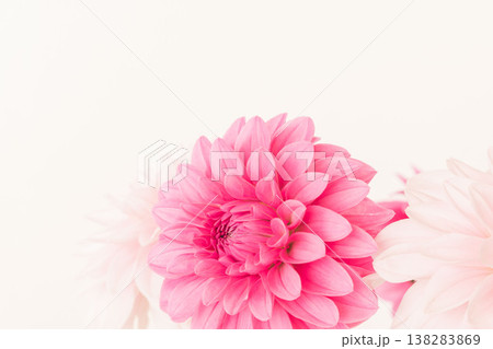 濃いピンク色と薄ピンク色のダリアの花をベージュ背景で室内撮影14 138283869