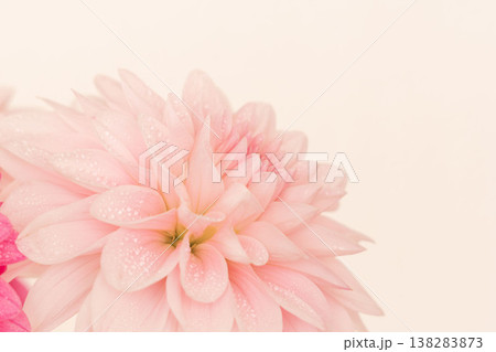 濃いピンク色と薄ピンク色のダリアの花をベージュ背景で室内撮影22 138283873