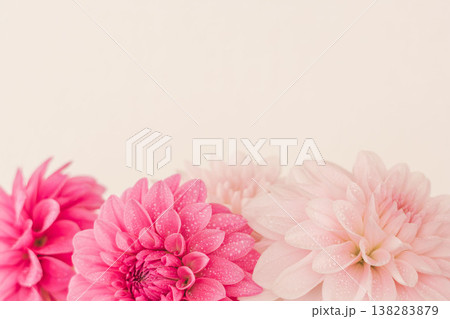 濃いピンク色と薄ピンク色のダリアの花をベージュ背景で室内撮影28 138283879