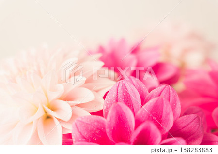 濃いピンク色と薄ピンク色のダリアの花をベージュ背景で室内撮影32 138283883