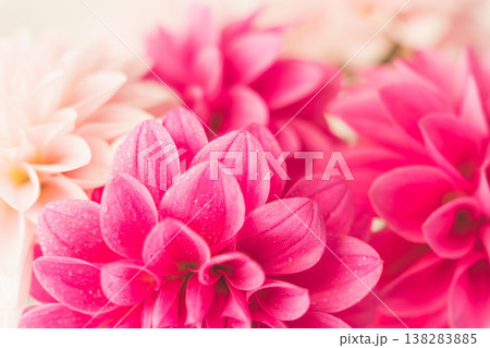 濃いピンク色と薄ピンク色のダリアの花をベージュ背景で室内撮影34 138283885