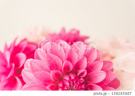 濃いピンク色と薄ピンク色のダリアの花をベージュ背景で室内撮影36 138283887