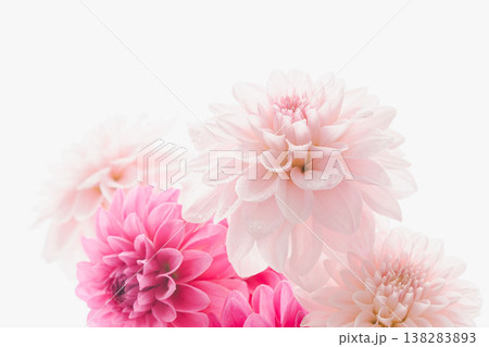 濃いピンク色と薄ピンク色のダリアの花を白背景で室内撮影01 138283893