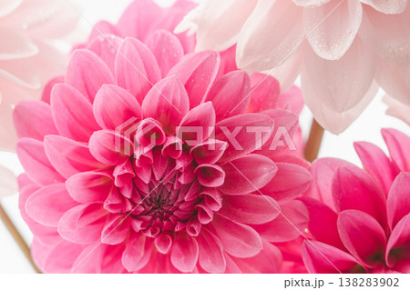 濃いピンク色と薄ピンク色のダリアの花を白背景で室内撮影10 138283902