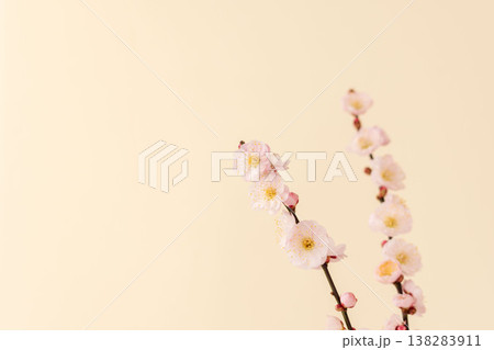 梅の花をベージュ背景で室内撮影04 梅の花をベージュ背景で室内撮影04 138283911