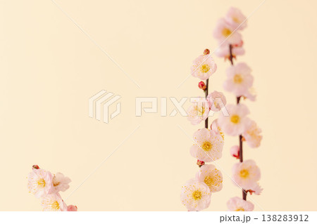 梅の花をベージュ背景で室内撮影05 138283912
