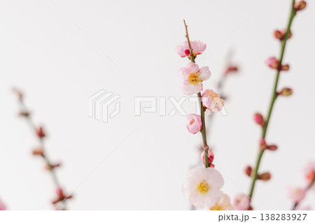 梅の花を白背景で室内撮影12 梅の花を白背景で室内撮影12 138283927