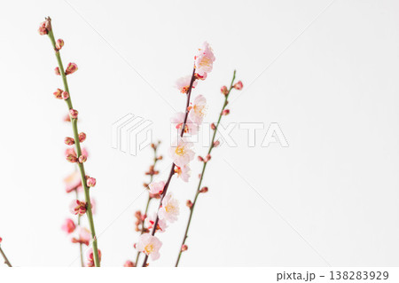 梅の花を白背景で室内撮影14 梅の花を白背景で室内撮影14 138283929