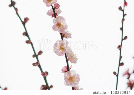 梅の花を白背景で室内撮影19 梅の花を白背景で室内撮影19 138283934