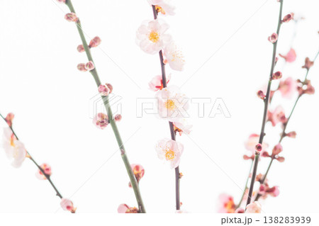 梅の花を白背景で室内撮影24 梅の花を白背景で室内撮影24 138283939