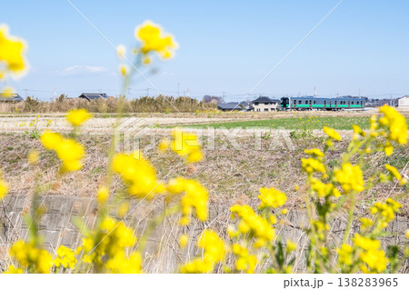 【八高線】菜の花の咲く沿線を走る気車 138283965