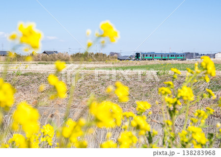【八高線】菜の花の咲く沿線を走る気車 【八高線】菜の花の咲く沿線を走る気車 138283968