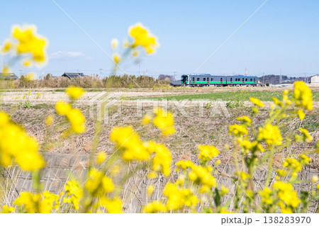 【八高線】菜の花の咲く沿線を走る気車 【八高線】菜の花の咲く沿線を走る気車 138283970