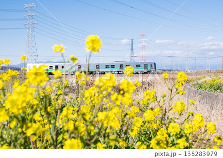 【八高線】菜の花の咲く沿線を走る気車 138283979