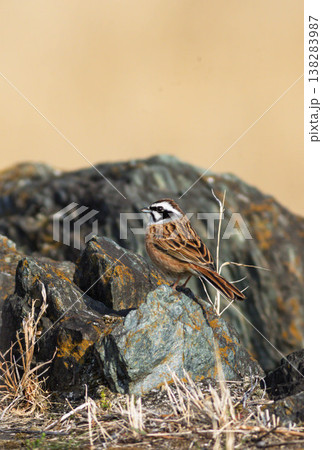 ホオジロ 138283987