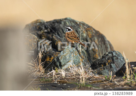 ホオジロ 138283989