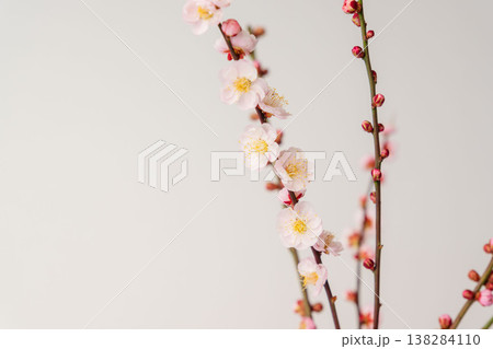 梅の花を白背景で室内撮影58 梅の花を白背景で室内撮影58 138284110