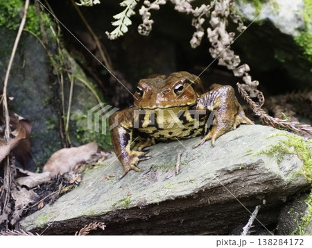 春の沢の岩間から顔を出すアズマヒキガエル 春の沢の岩間から顔を出すアズマヒキガエル 138284172