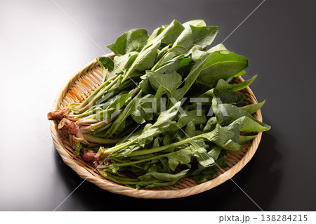 (山形県 天童市産)赤根ほうれん草(山形伝統野菜) (山形県 天童市産)赤根ほうれん草(山形伝統野菜) 138284215