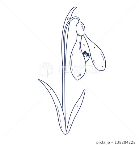 Hand drawn snowdrop flower illustration 138284228
