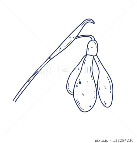 Doodle snowdrop flower illustration Doodle snowdrop flower illustration 138284236