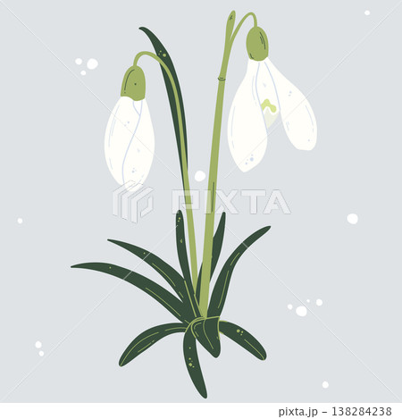 Isolated colored snowdrop flower illustration Isolated colored snowdrop flower illustration 138284238