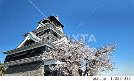 満開の桜と熊本城 満開の桜と熊本城 138284358