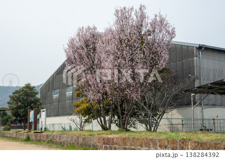 日本の岡山県倉敷市の児島と下津井の春の美しい風景 138284392