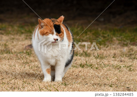 歩みを止めて目を閉じる三毛猫 歩みを止めて目を閉じる三毛猫 138284485