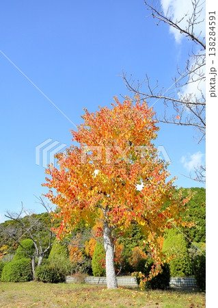 色づくナンキンハゼの木 黄葉 色づくナンキンハゼの木 黄葉 138284591