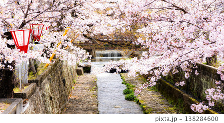 岡山県高梁市にある春の紺屋川美観地区と満開の桜の風景 岡山県高梁市にある春の紺屋川美観地区と満開の桜の風景 138284600