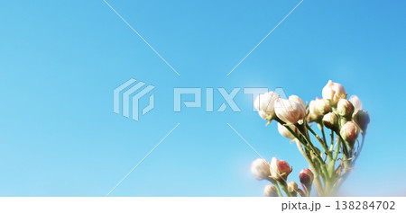 Tender pink and white flower buds, softly blurred background 138284702