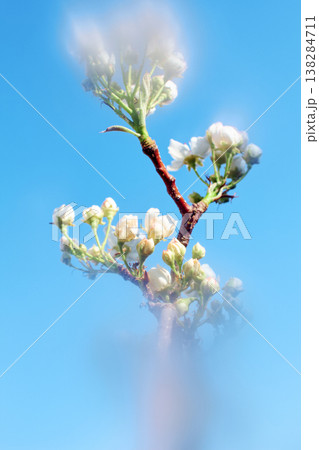 Soft focus buds and flowers on a branch 138284711
